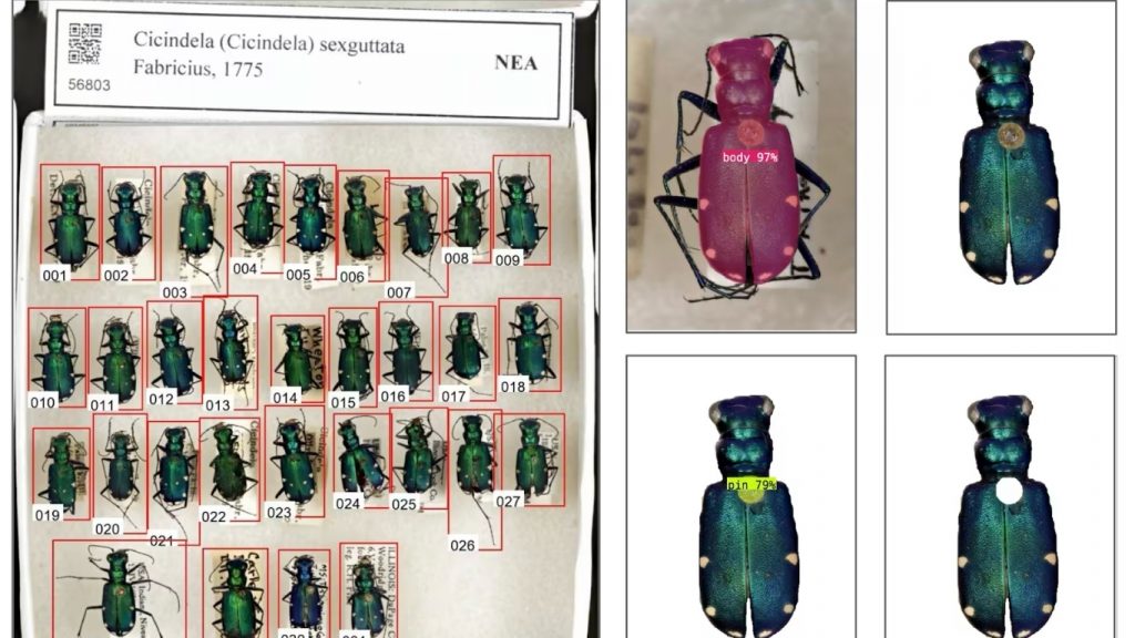 AI đo lường và phân tích mẫu vật nghiên cứu nhanh hơn