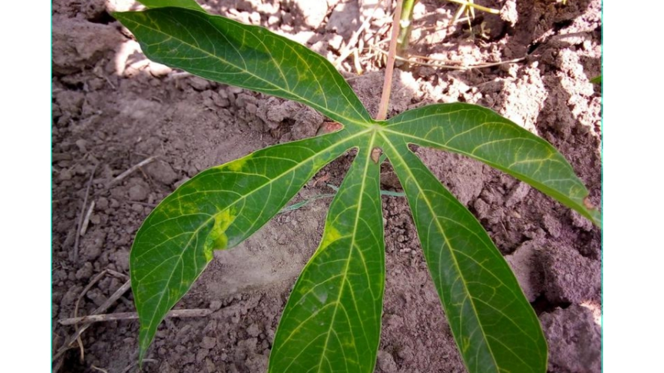 Phân loại bệnh ở lá bằng Vertex AI. 