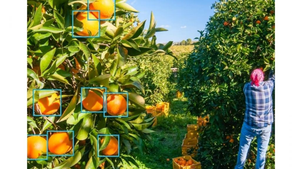 Phát hiện đối tượng là quả cam trong ảnh bằng Vertex AI.