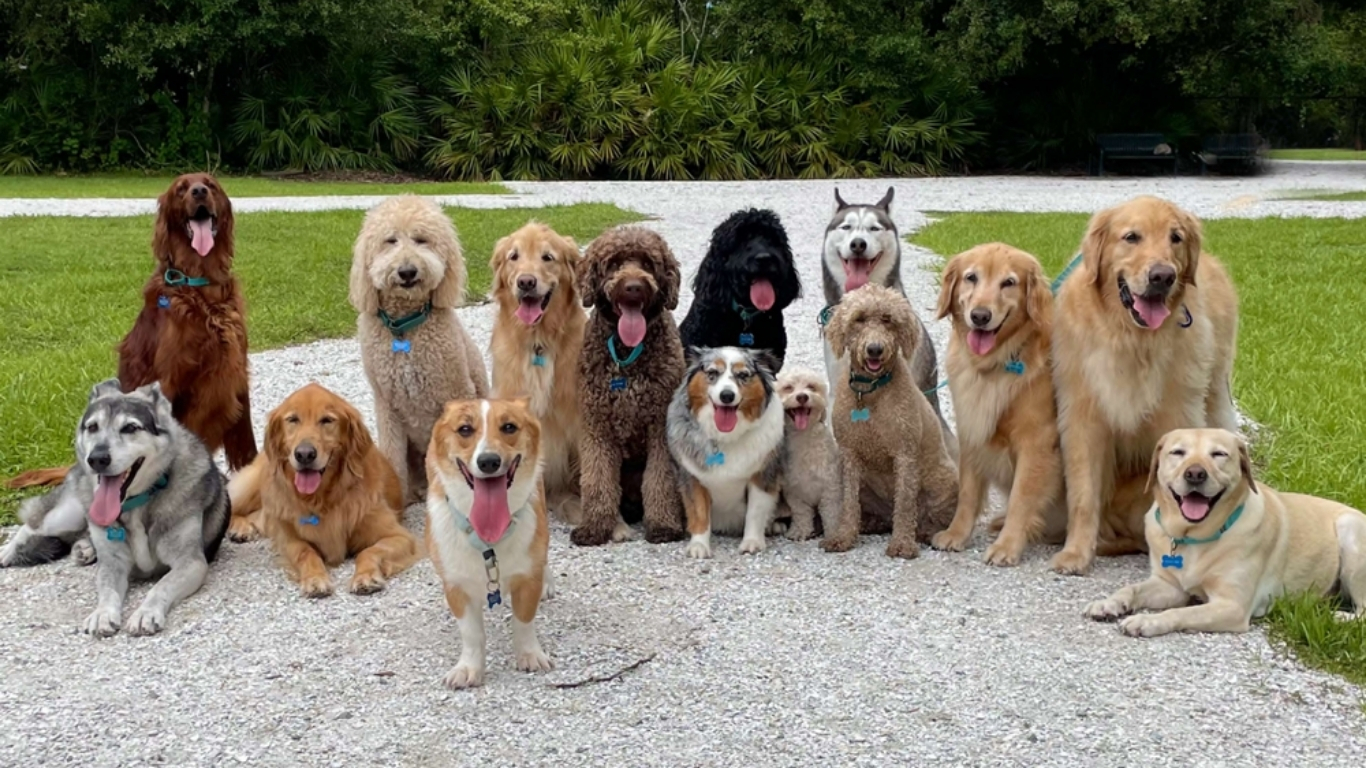 Hình ảnh đầu vào