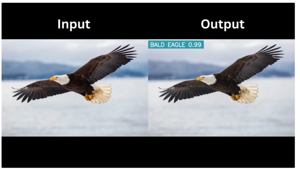 Đầu vào và đầu ra của mô hình phân loại đơn nhãn