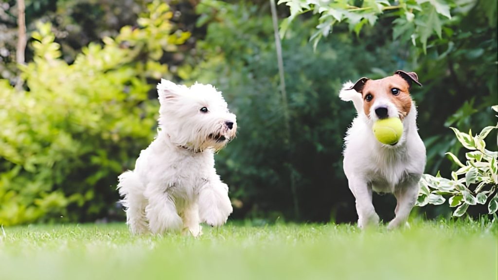 Phrase Grounding sử dụng Grounding DINO