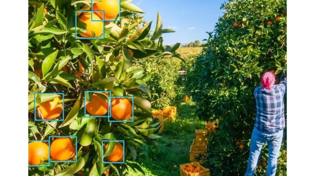 Phát hiện đối tượng là quả cam trong ảnh bằng Vertex AI.