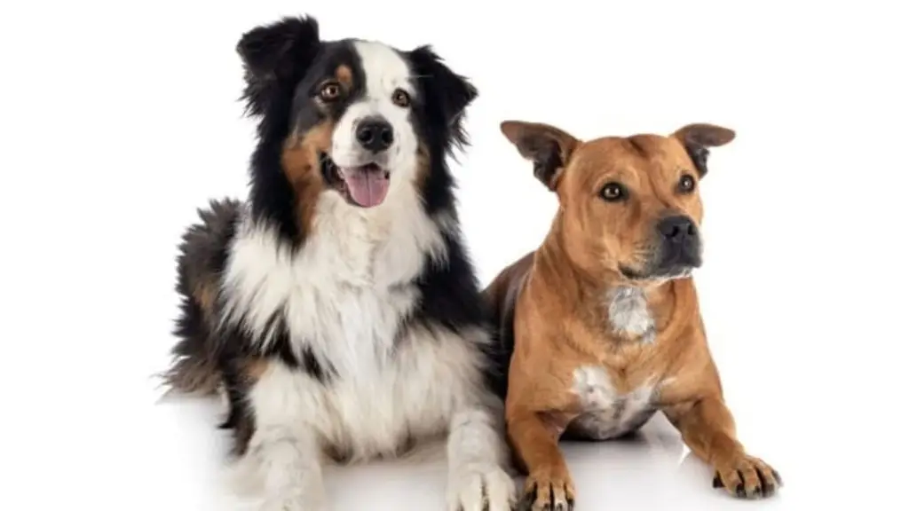 Ảnh đầu vào để phát hiện đối tượng bằng Gemini 