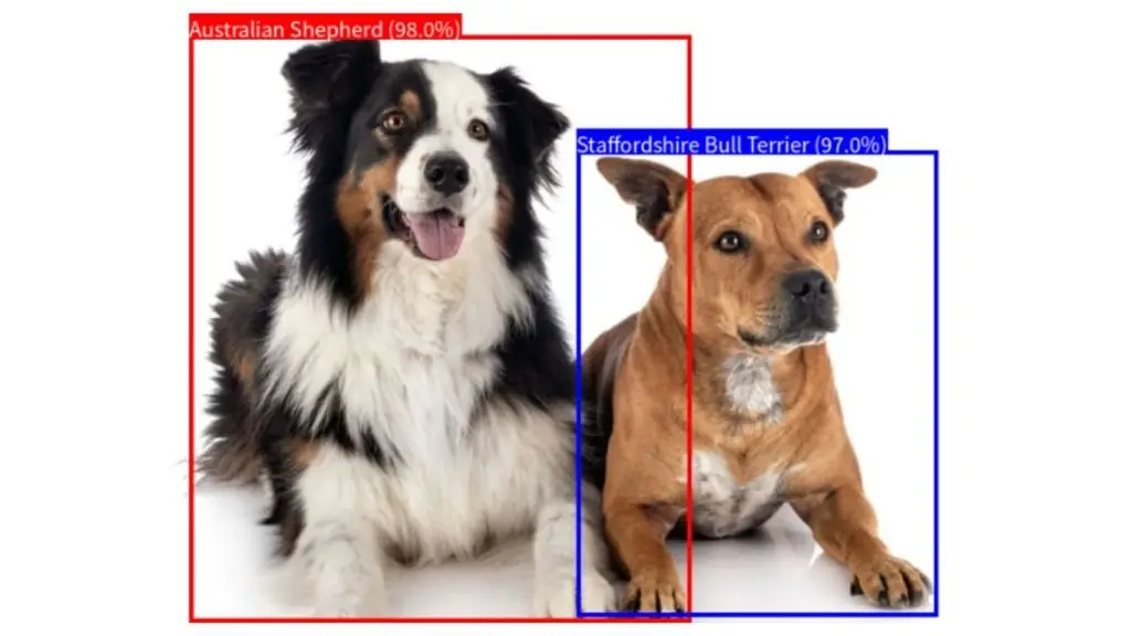 Hệ thống Gemini xác định vị trí của chó trong hình ảnh và nhận diện giống chó của chúng 